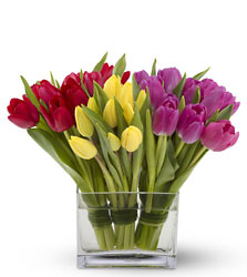 Tulips Together from Westbury Floral Designs in Westbury, NY