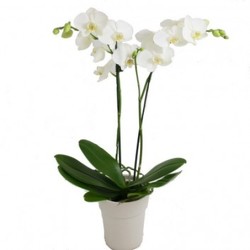 Phalaenopsis Orchid Plant from Westbury Floral Designs in Westbury, NY