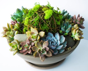 Super Succulents from Westbury Floral Designs in Westbury, NY