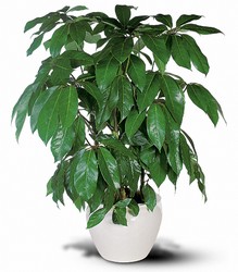 Schefflera from Westbury Floral Designs in Westbury, NY