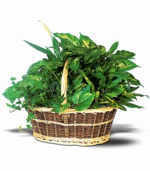 Green Garden Basket  from Westbury Floral Designs in Westbury, NY
